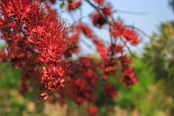 Flor Carpel Rojo Cerca — Foto de Stock