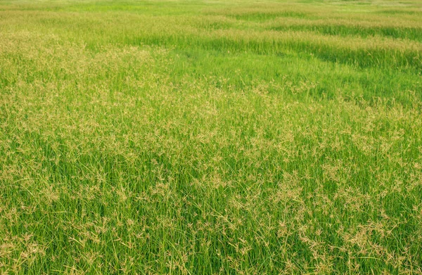 Green Meadow Summer Grassland — Stock Photo, Image