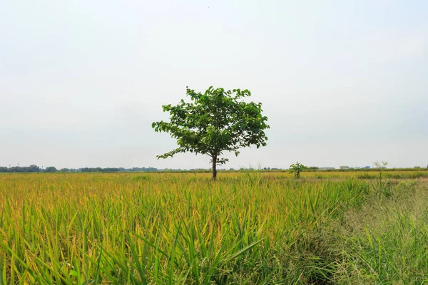 Árvore Solitária Campos Arroz — Fotografia de Stock