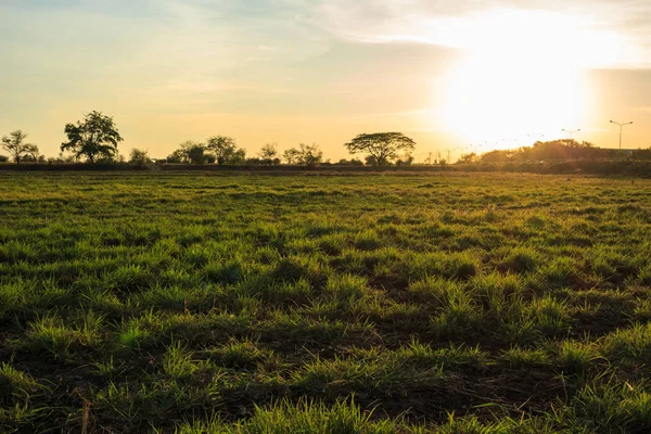 Gras Avondrood Landschap — Stockfoto