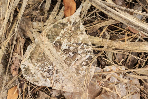 Leave Dry Pattern Forest — Stock Photo, Image