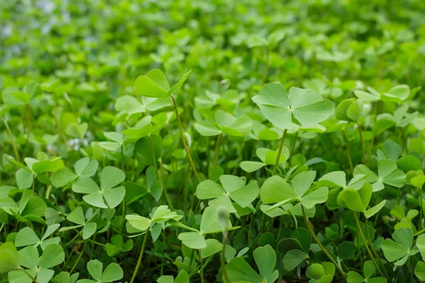 Brotos Verdes Germinação Crescimento Floresta — Fotografia de Stock