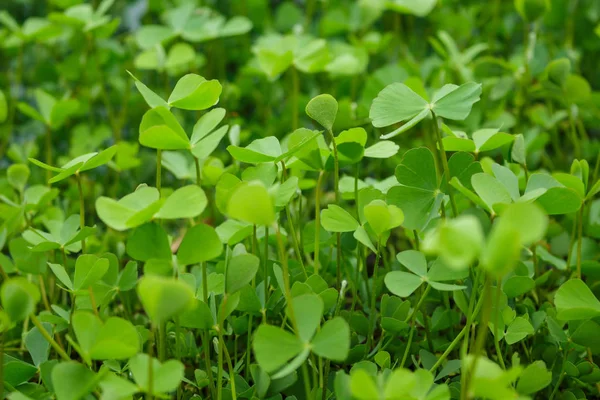 Brotos Verdes Germinação Crescimento Floresta — Fotografia de Stock