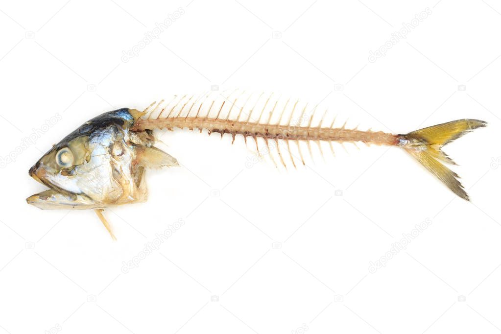 mackerel fish on white background