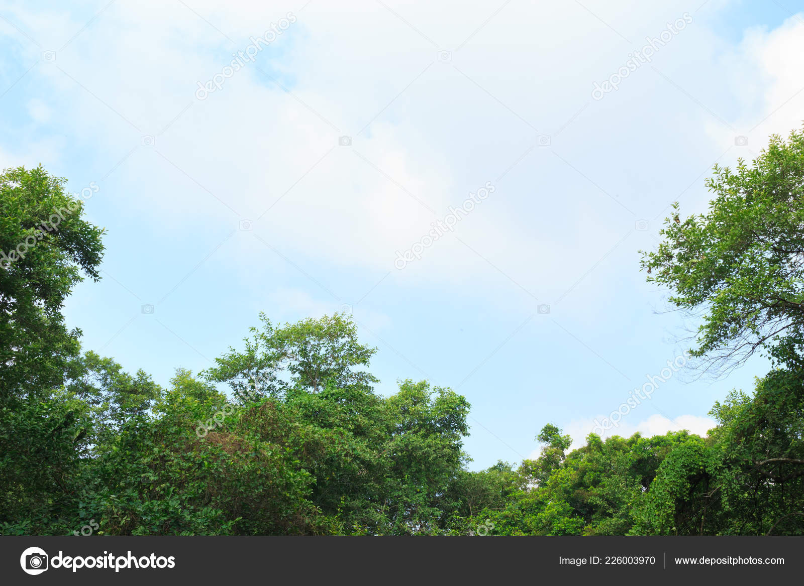 Trees Green Forest Sky Horizon Background Stock Photo by ©anginta 226003970