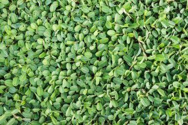 yeşil çimen desen doğa arka plan