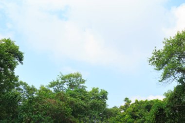 Ağaçlar yeşil orman gökyüzü ufuk arka plan