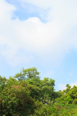 Ağaçlar yeşil orman gökyüzü ufuk arka plan