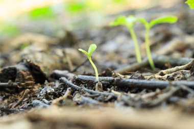 tohum çimlenme büyüme orman içine