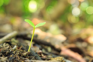 tohum çimlenme büyüme orman içine