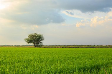 Güneş gündoğumu günbatımı yeşil arka plan manzara