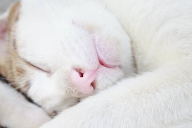 mutlu uyku beyaz kedi