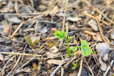 tohum çimlenme büyüme orman içine