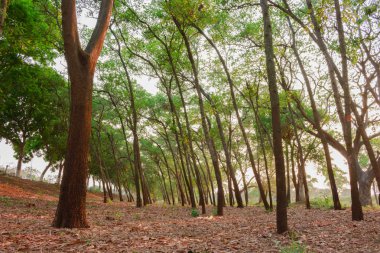 ağaç orman yumuşak odak yumuşak ışık