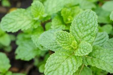 pappermint nane yaprağı taze Bahçe