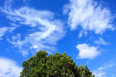 Ağaçlar yeşil orman gökyüzü ufuk arka plan