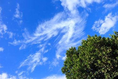 Ağaçlar yeşil orman gökyüzü ufuk arka plan