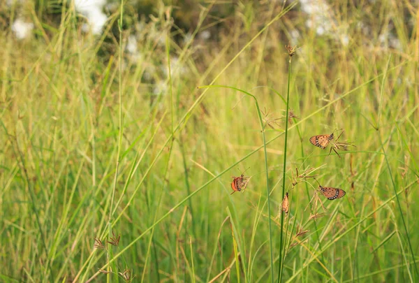 Farfalla Natura Sfondo Erba Verde Tramonto — Foto Stock