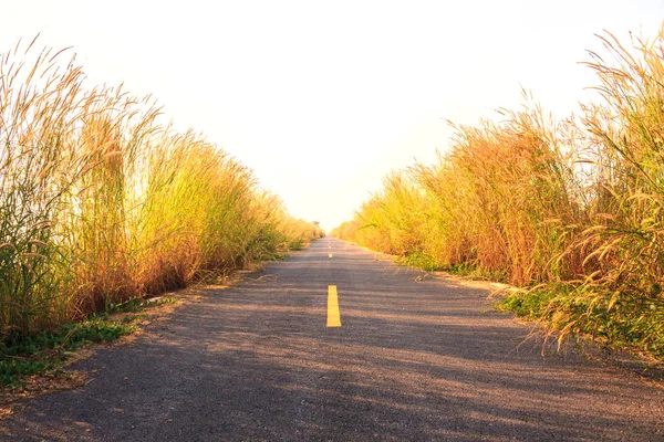 Roads with thick grass on the side.