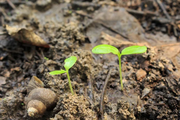 Germination Des Graines Croissance Forêt — Photo