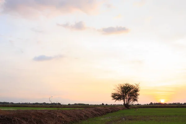 Закат Солнца Зеленый Фон — стоковое фото