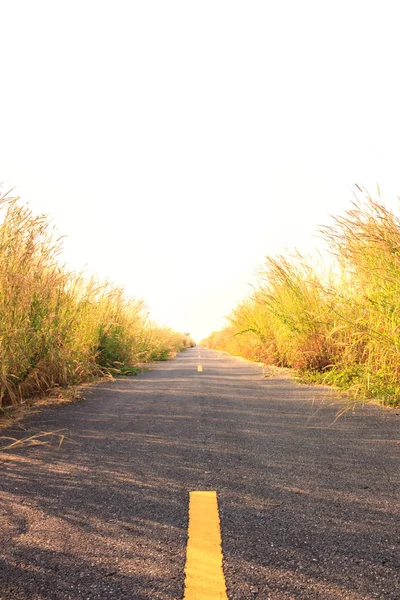 Roads with thick grass on the side.