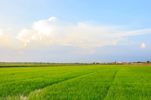Krajina Rýže Louka Přírodní Pozadí — Stock fotografie