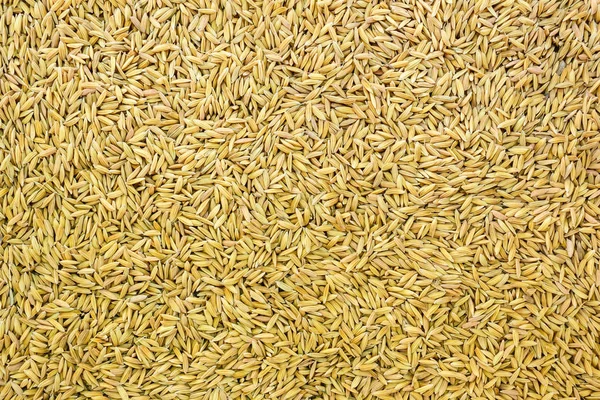 Food Rice Paddy Gold Texture Thailand — Stock Photo, Image