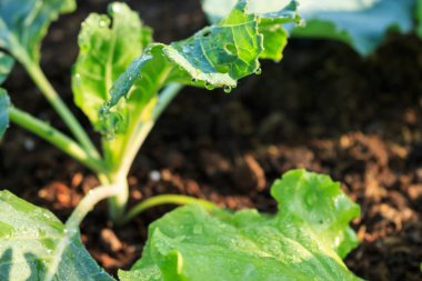 su yaprak yeşil darden içinde damla