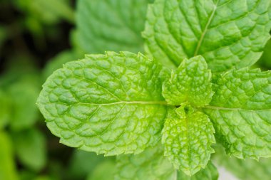 pappermint nane yaprağı taze Bahçe