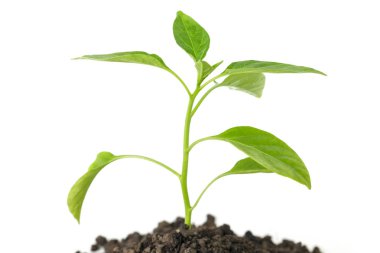 yeşil ağaç filiz umut ekoloji beyaz arka plan üzerinde büyüyen bitkiler 