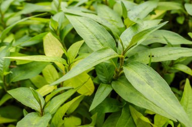 Bahçe yeşil yaprak şeklinde