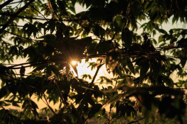 günbatımı yaprakları doğa arka plan ile