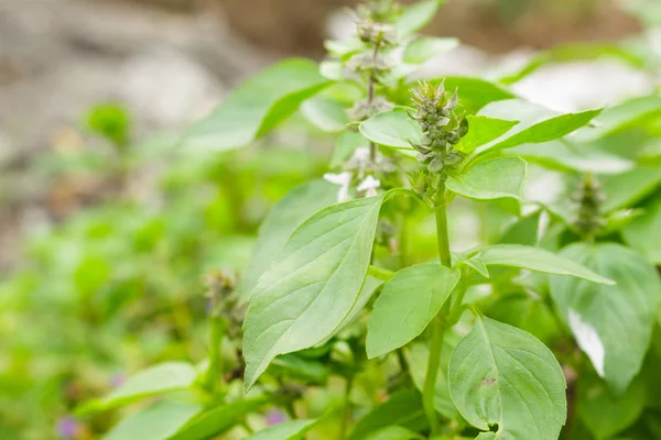 Folhas Verdes Manjericão Ervas Frescas Crescendo Jardim — Fotografia de Stock