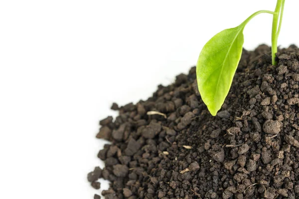 Brotes Árboles Verdes Plantas Que Crecen Esperanza Ecología Sobre Fondo — Foto de Stock