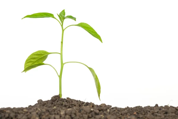 Pousses Arbres Verts Plantes Poussant Espoir Écologie Sur Fond Blanc — Photo