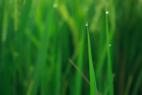 Gouttes Eau Sur Riz Feuilles Dans Campagne Champ Abondent — Photo