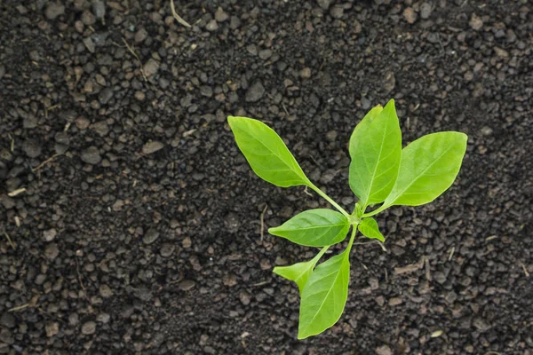 Pousses Arbres Verts Plantes Poussant Espoir Écologie Sur Fond Blanc — Photo