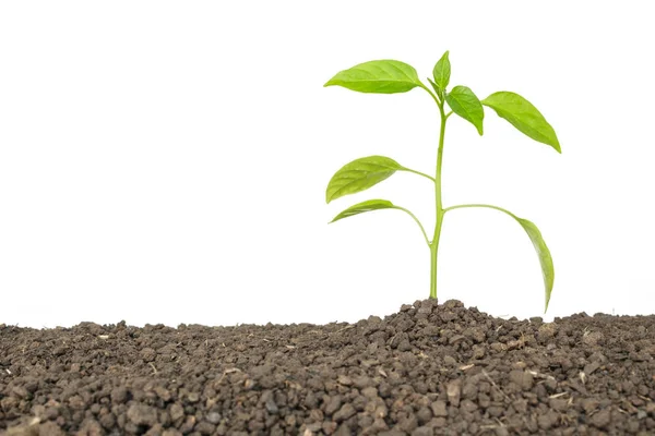 Árvores Verdes Brotam Plantas Que Crescem Ecologia Esperança Fundo Branco — Fotografia de Stock