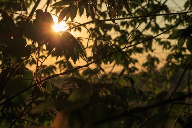 günbatımı yaprakları doğa arka plan ile
