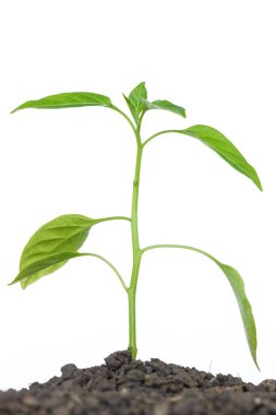 green tree sprout plants growing hope ecology on white background clipart