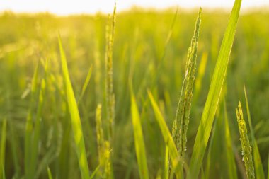 pirinç çeltik alan bitki doğal gıda kırsal bol Tayland
