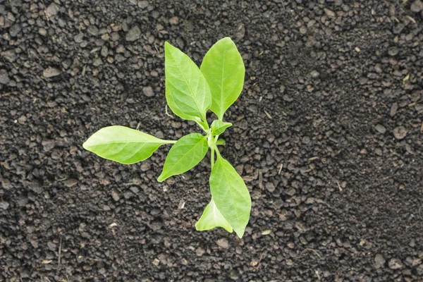 Pousses Arbres Verts Plantes Poussant Espoir Écologie Sur Fond Blanc — Photo