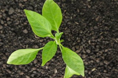 yeşil ağaç filiz toprak zemin üzerine umut ekoloji büyüyen bitkiler