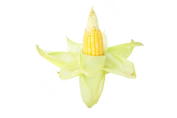 玉米在玉米芯 壳有机食品自然背景 — 图库照片