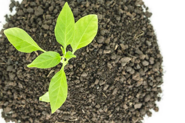 Árvores Verdes Plantas Broto Crescente Esperança Ecologia Fundo Solo — Fotografia de Stock