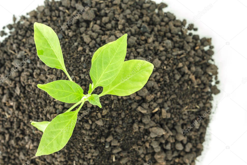 green tree sprout plants growing hope ecology on white background