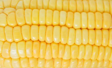 Mısır organik gıda doğa arka plan