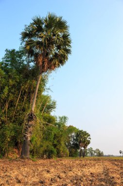 yeşil çim doğa arka plan palm kırsal ve şeker