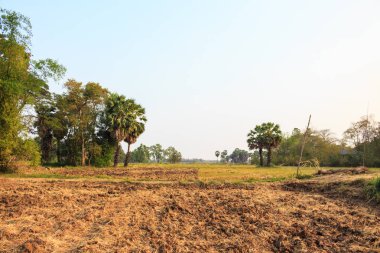 yeşil çim doğa arka plan palm kırsal ve şeker